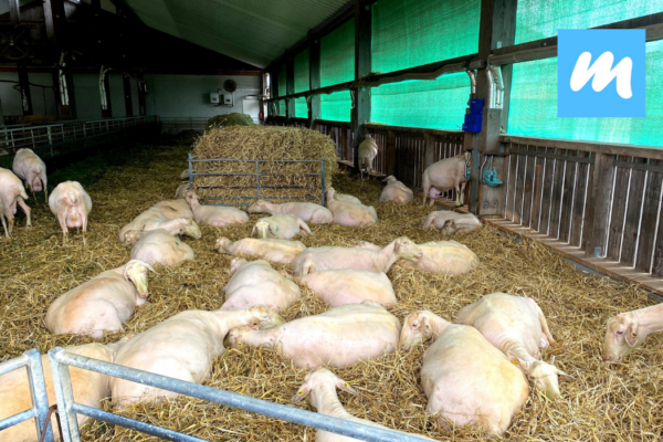 Hofgut%20Kapellenhof%20I%20Hofcaf%C3%A9%20I%20Landwirtschaft%20I%20Bioschafsk%C3%A4serei Galerie Foto