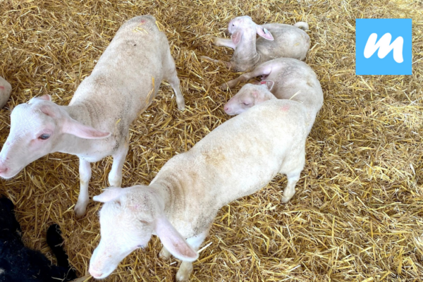 Hofgut%20Kapellenhof%20I%20Hofcaf%C3%A9%20I%20Landwirtschaft%20I%20Bioschafsk%C3%A4serei Galerie Foto