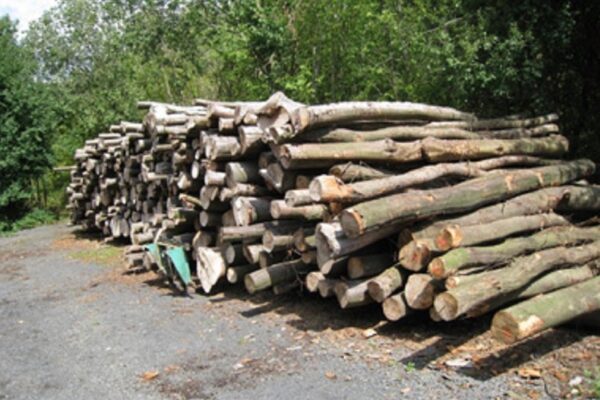 Forstservice%20%7C%20Andre%20Eiser Galerie Foto