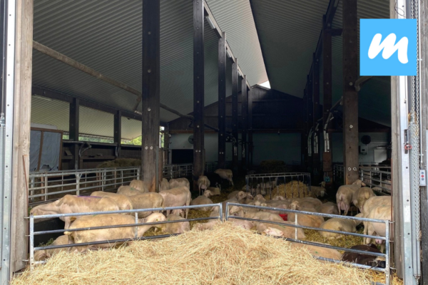 Hofgut%20Kapellenhof%20I%20Hofcaf%C3%A9%20I%20Landwirtschaft%20I%20Bioschafsk%C3%A4serei Galerie Foto