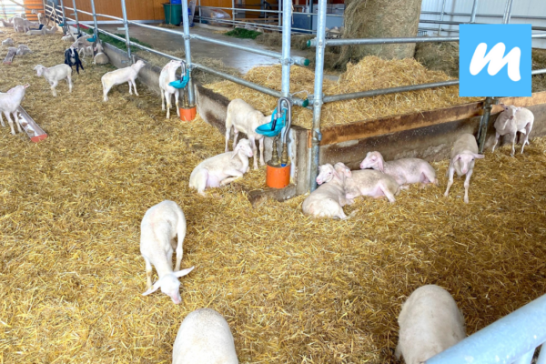 Hofgut%20Kapellenhof%20I%20Hofcaf%C3%A9%20I%20Landwirtschaft%20I%20Bioschafsk%C3%A4serei Galerie Foto