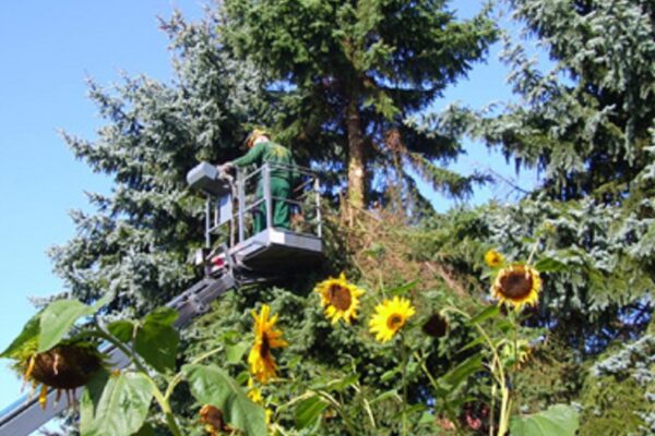 Forstservice%20%7C%20Andre%20Eiser Galerie Foto