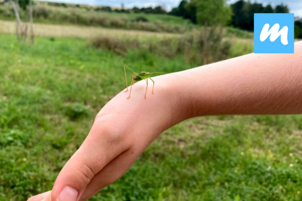 Hofgut%20Kapellenhof%20I%20Hofcaf%C3%A9%20I%20Landwirtschaft%20I%20Bioschafsk%C3%A4serei Galerie Foto