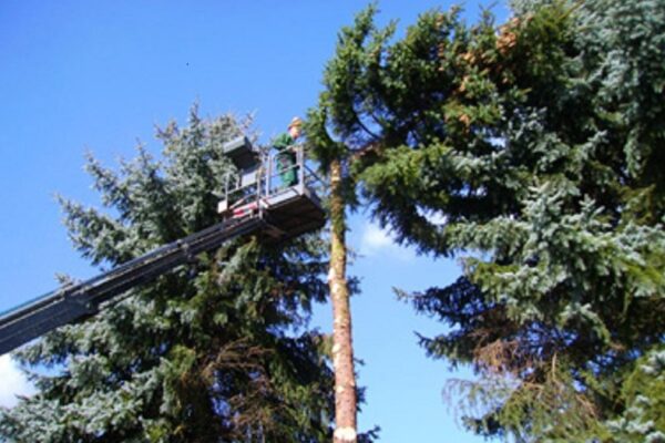 Forstservice%20%7C%20Andre%20Eiser Galerie Foto